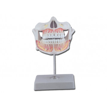MODELLO DENTATURA PERMANENTE MODELLO DENTATURA PERMANENTE