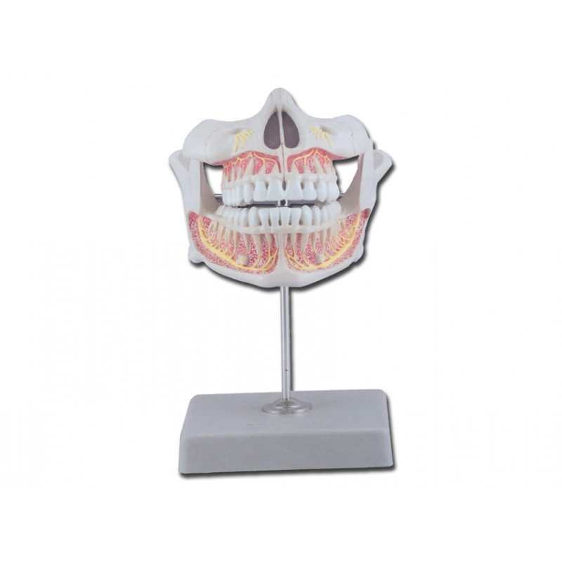 MODELLO DENTATURA PERMANENTE