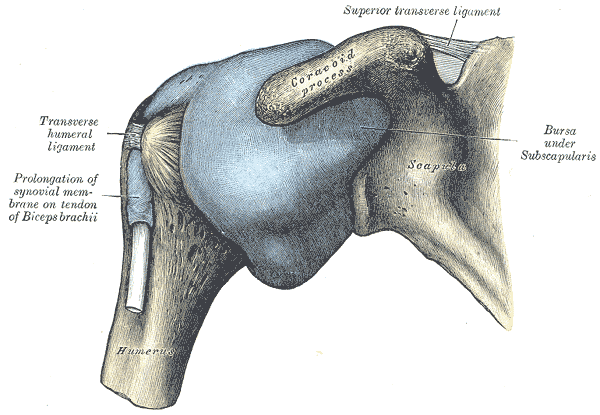 Anatomia della spalla